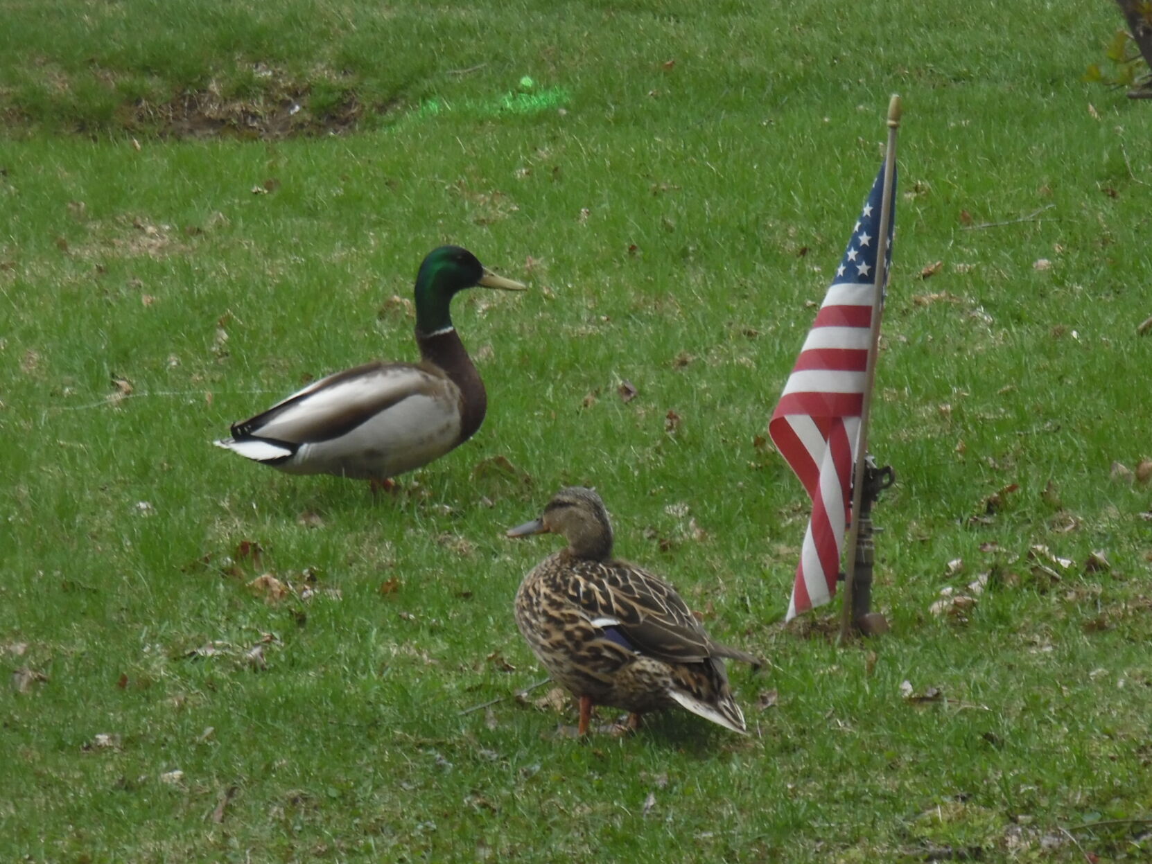 A patriotic pair